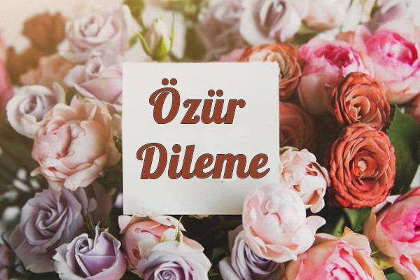 Özür Dileme Çiçekleri Kategorisi