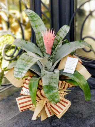 Aechmea (Açmeya) Çiçeği, Altıntaş Çiçekçi