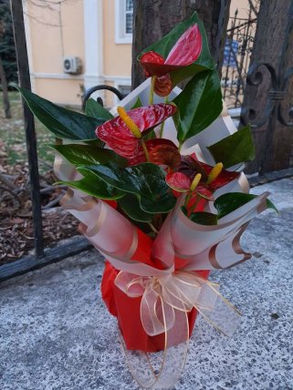 Anthurium (Antoryum) Çiçeği, Altıntaş çiçek siparişi
