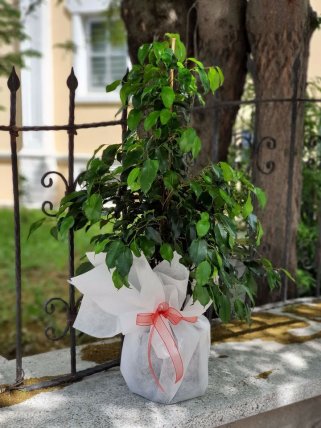 Benjamin, Altıntaş çiçek siparişi