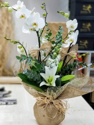 Beyaz Lilyum ve Orkide, Altıntaş çiçek siparişi