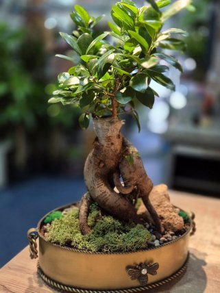 Bonsai
