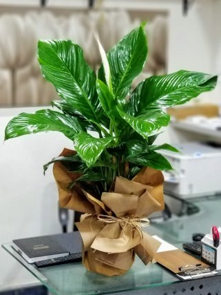 Büyük Boy Barış Çiçeği Spathiphyllum, Kütahya Çiçekçi
