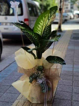 Büyük Boy Difenbahia Tropic Çiçeği, Kütahya Altıntaş çiçek siparişi