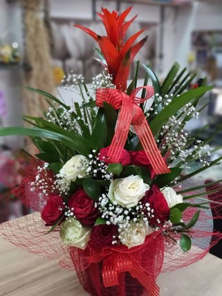 Büyük Boy Guzmania, Kütahya Çiçekçi