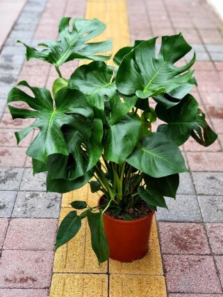 Deve Tabanı Monstera, Kütahya Altıntaş çiçek siparişi