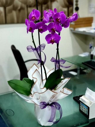İkili Mor Orkide, Kütahya Çiçekçi