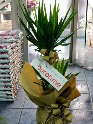 İkili Yucca, Kütahya çiçek siparişi