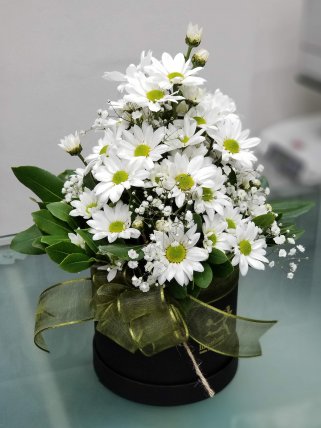 Kutuda Beyaz Papatyalar