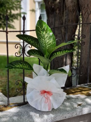 Orta Boy Difenbahia Tropic Çiçeği