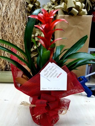 Orta Boy Guzmania, Kütahya Altıntaş çiçek siparişi