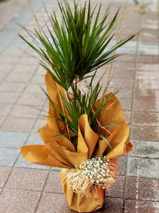 Orta Boy İkili Marginata, Altıntaş çiçek siparişi