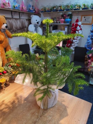 Salon Çamı Arakorya