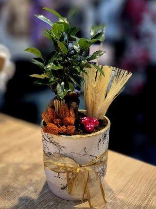 Seramik Saksıda Bonsai