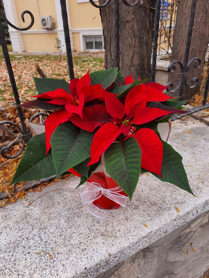 Atatürk Çiçeği, Altıntaş Çiçekçi