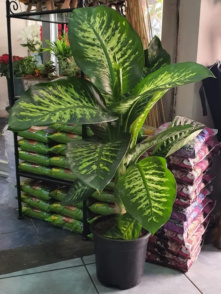 Büyük Boy Difenbahia Tropic Çiçeği, Kütahya Altıntaş çiçek siparişi