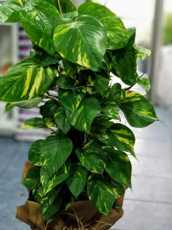 Büyük Boy Potas, Altıntaş çiçek siparişi