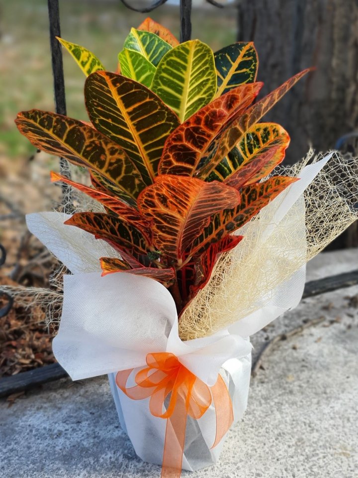 Craton Bitkisi, Kütahya Altıntaş çiçek siparişi