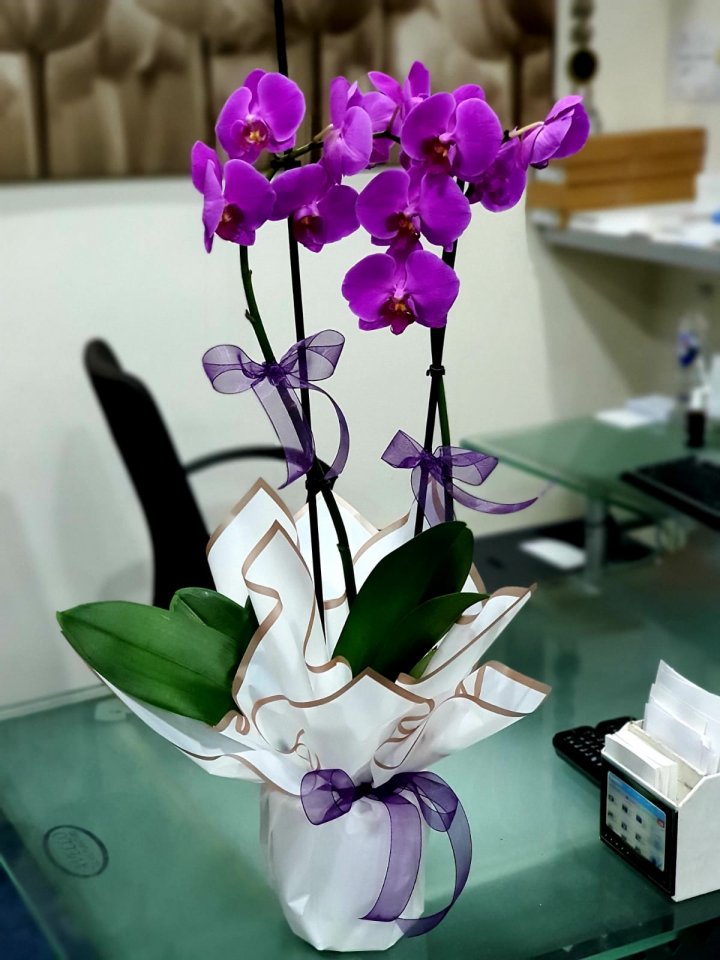 İkili Mor Orkide, Kütahya Çiçekçi