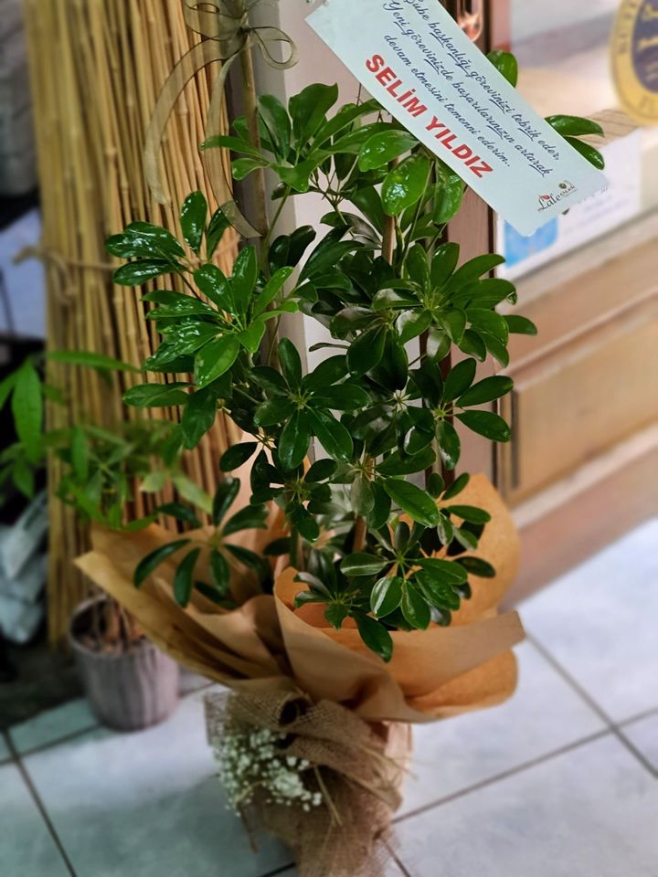 İkili Scheflera Bitkisi, Kütahya Altıntaş çiçek siparişi