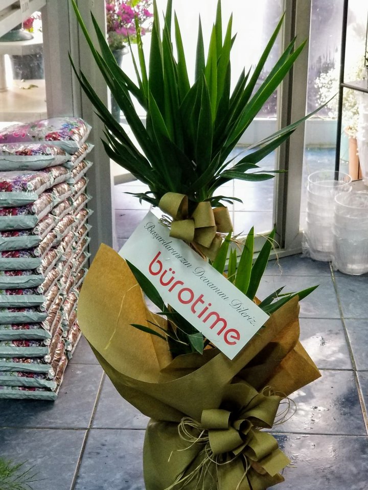 İkili Yucca, Kütahya çiçek siparişi
