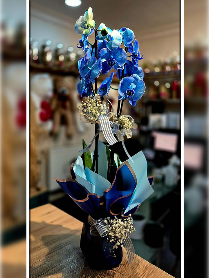 Mavi Orkide, Altıntaş çiçek siparişi