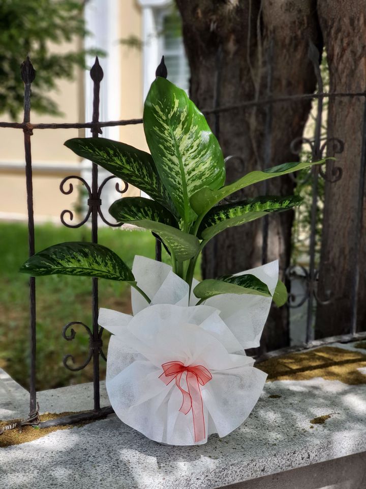 Orta Boy Difenbahia Tropic Çiçeği