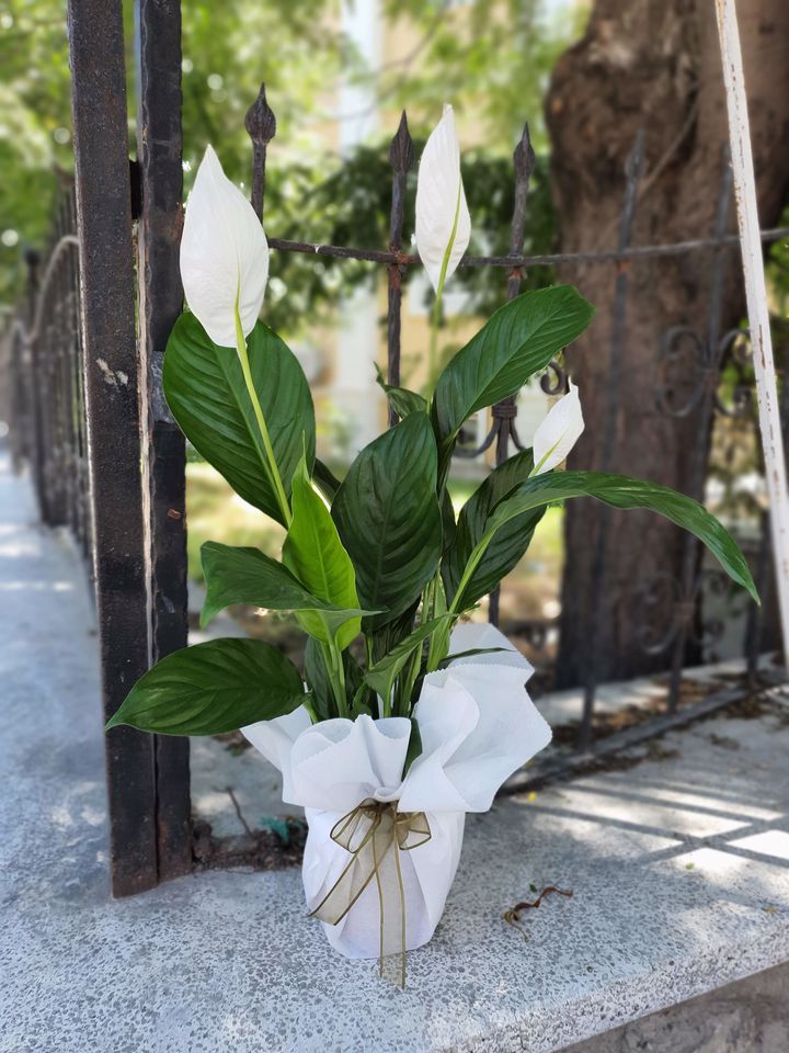 Orta Boy Spathiphyllum Çiçeği, Altıntaş Çiçekçi