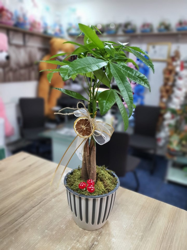 Pachira Para Ağacı Bitkisi