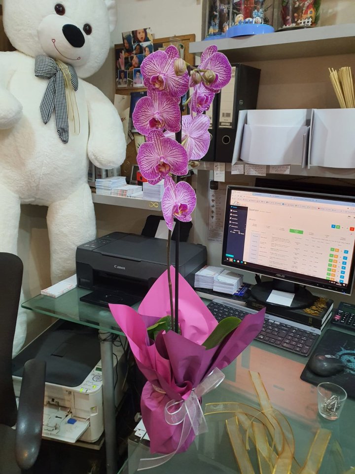 Pembe Orkide, Altıntaş çiçek gönder