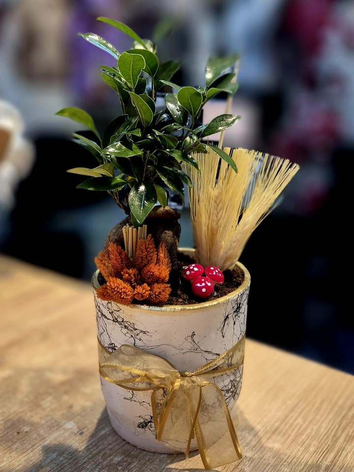 Seramik Saksıda Bonsai