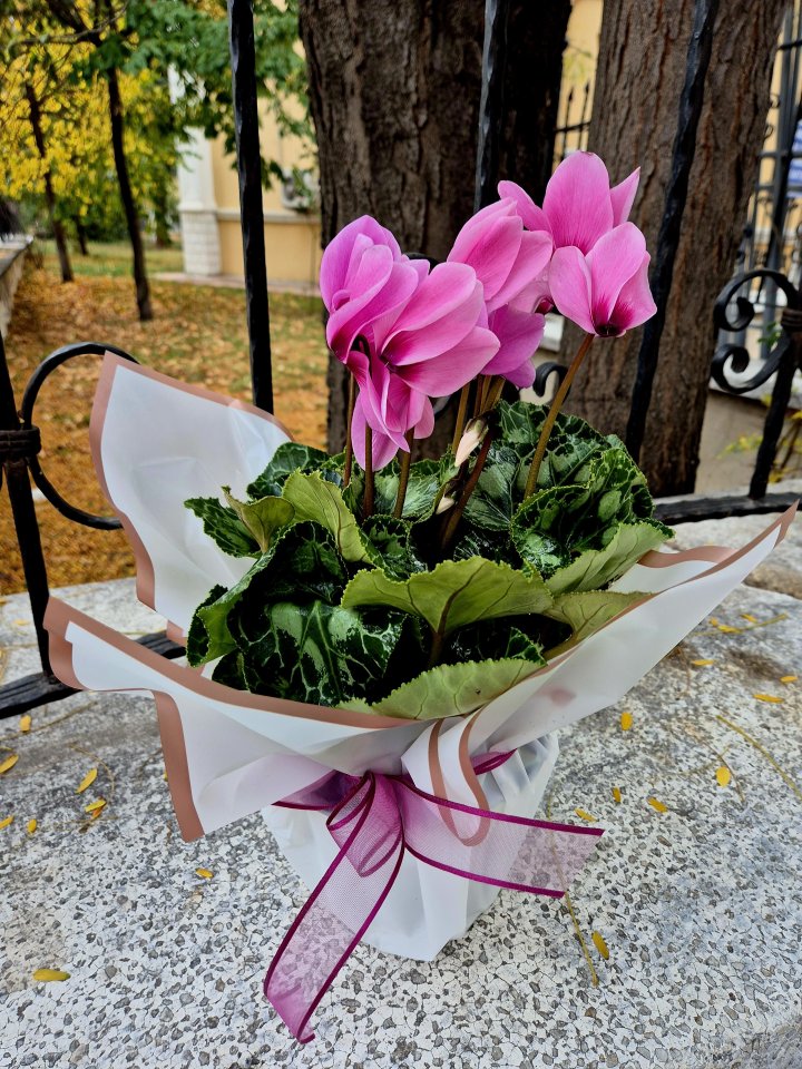 Sıklamen Tavşan Kulağı