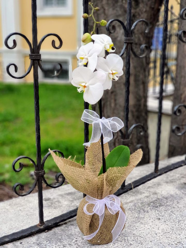 Tekli Beyaz Orkide, Kütahya Çiçekçi