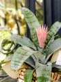 Çiçekçi - Aechmea (Açmeya) Çiçeği