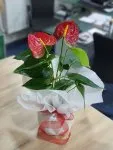 Çiçekçi - Anthurium (Antoryum) Çiçeği