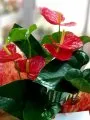 Çiçekçi - Anthurium (Antoryum) Çiçeği ve Güller