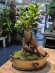 Çiçekçi - Bonsai