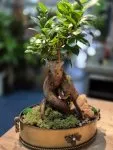 Çiçekçi - Bonsai