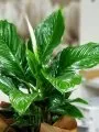 Çiçekçi - Büyük Boy Barış Çiçeği Spathiphyllum