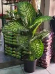 Çiçekçi - Büyük Boy Difenbahia Tropic Çiçeği