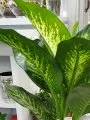 Çiçekçi - Büyük Boy Difenbahia Tropic Çiçeği