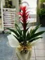 Çiçekçi - Büyük Boy Guzmania
