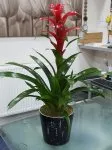 Çiçekçi - Büyük Boy Guzmania