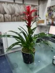 Çiçekçi - Büyük Boy Guzmania