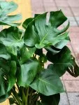 Çiçekçi - Deve Tabanı Monstera