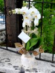 Çiçekçi - İkili Beyaz Orkide