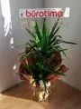 Çiçekçi - İkili Yucca