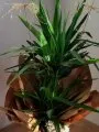 Çiçekçi - İkili Yucca