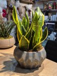 Çiçekçi - Kılıç Çiçeği (Sansevieria)
