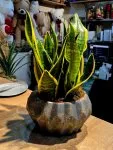 Çiçekçi - Kılıç Çiçeği (Sansevieria)